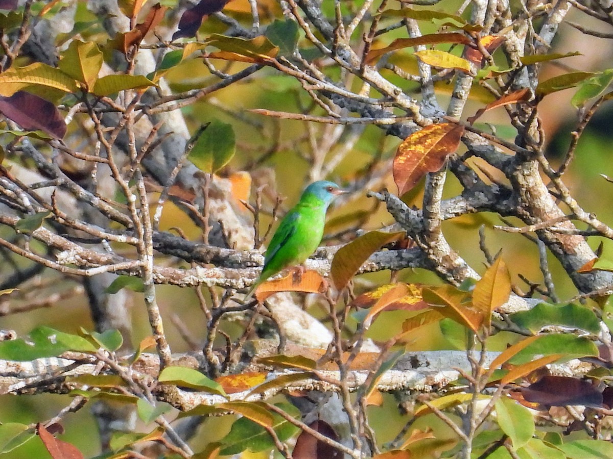 Blue Dacnis - ML623809790