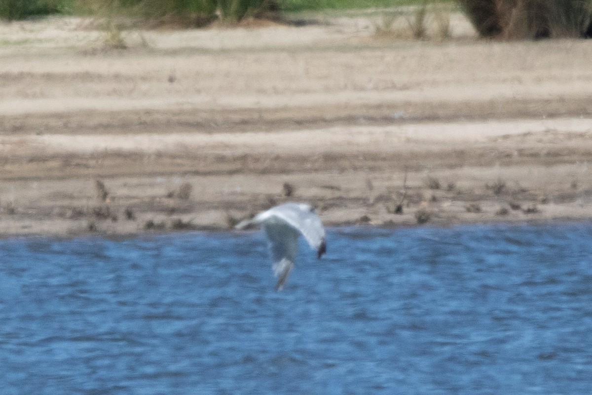 セグロカモメ（argentatus／argenteus） - ML623809802