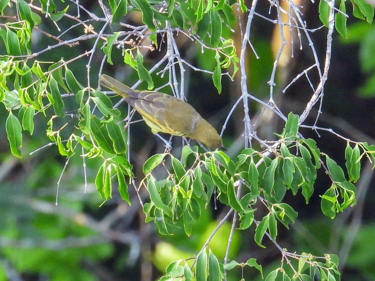 Yellow-backed Tanager - Lisa Schibley