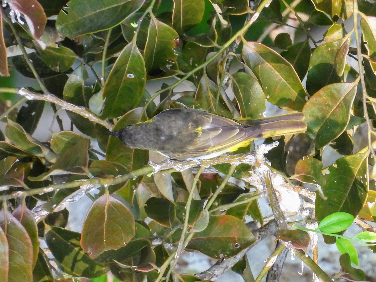 Yellow-backed Tanager - ML623809834