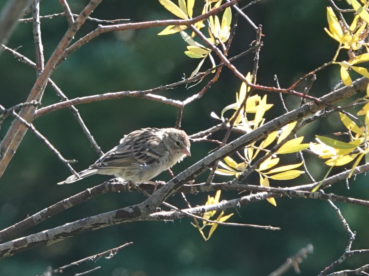 Brewer's Sparrow - ML623809859