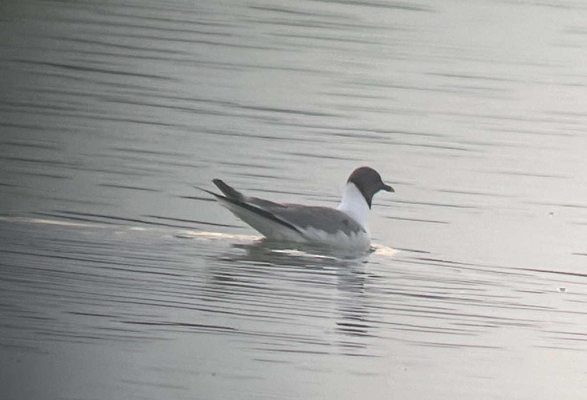 Sabine's Gull - ML623809860