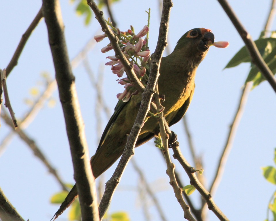 Peach-fronted Parakeet - ML623809866