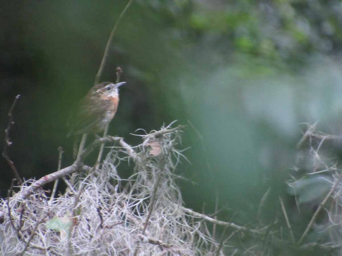 Carolina Wren - ML623809879