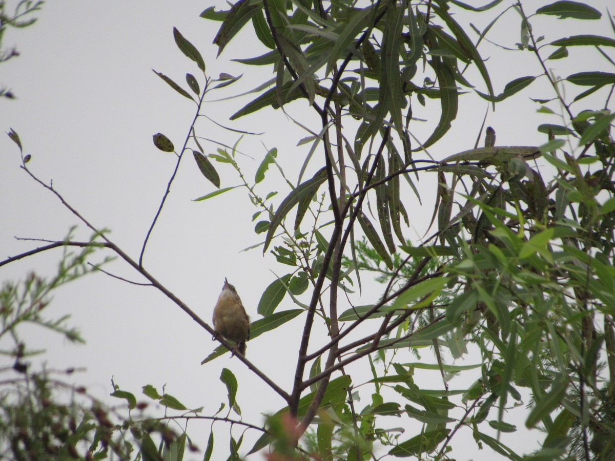 Carolina Wren - ML623809891