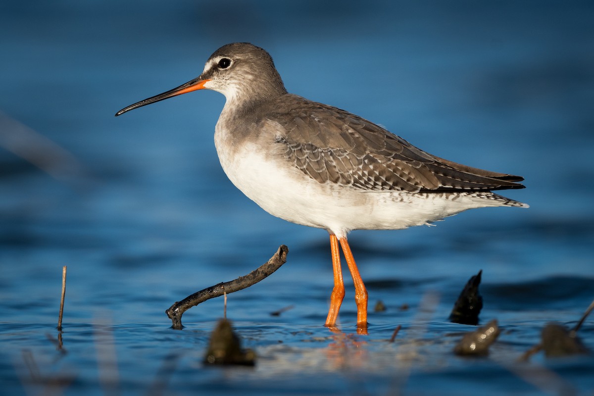 Spotted Redshank - ML623809906