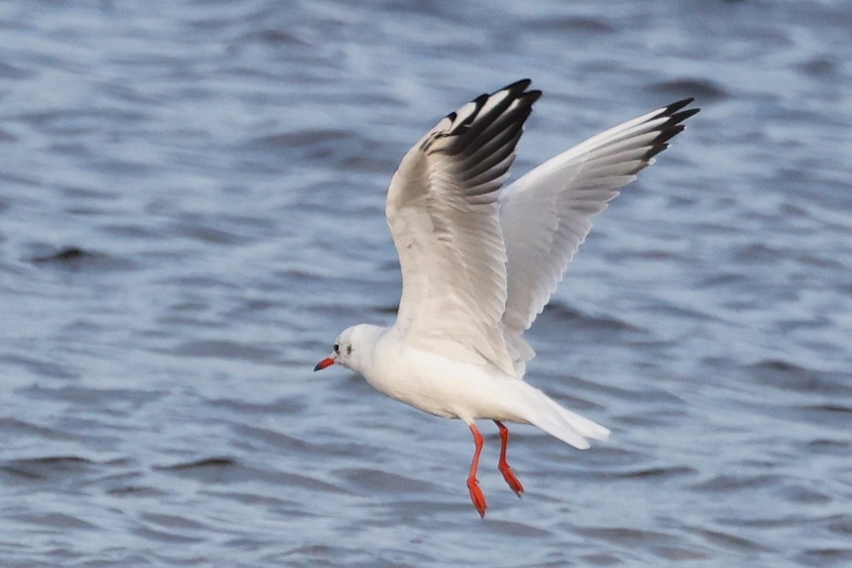 Black-headed Gull - ML623809920