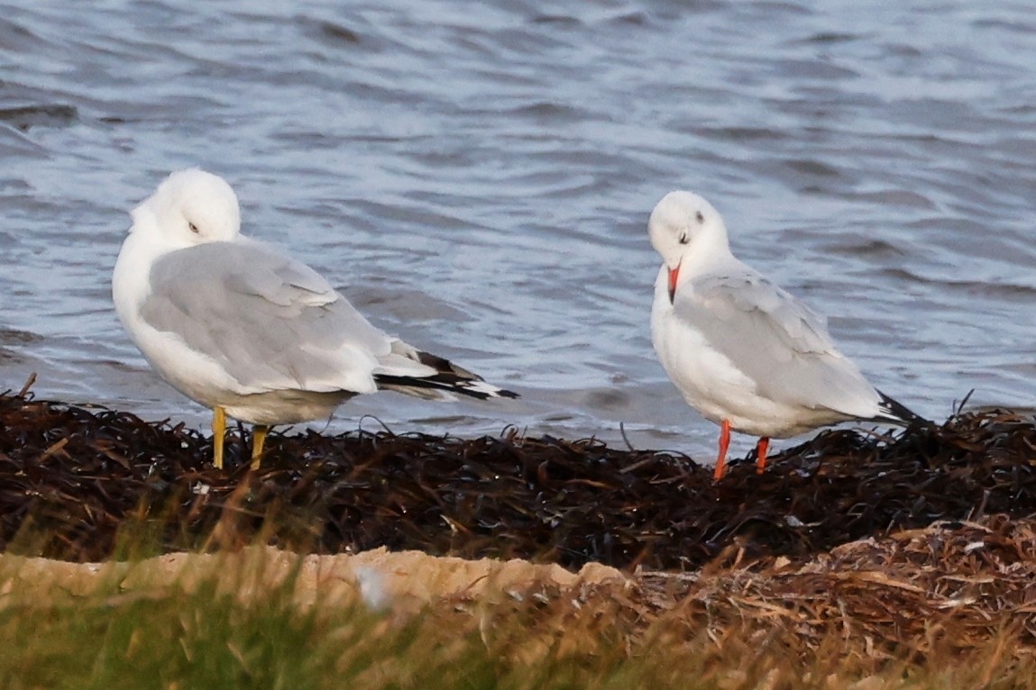 Black-headed Gull - ML623809921