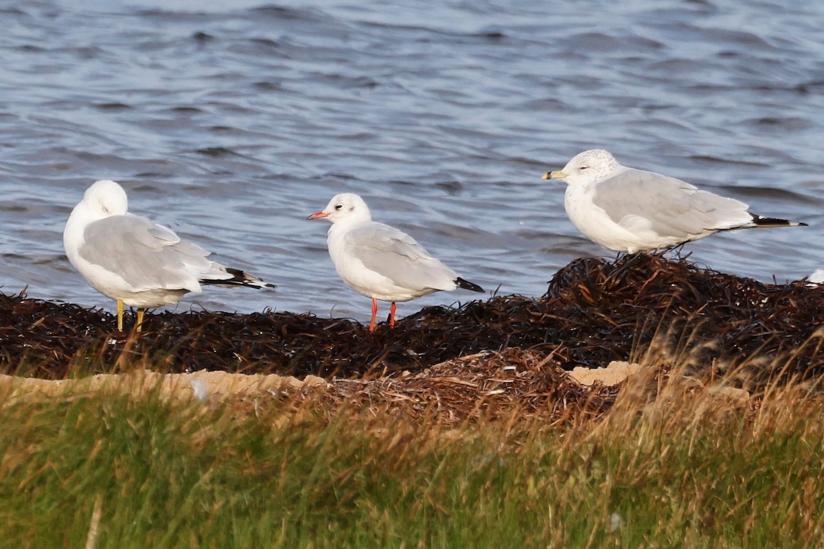 Black-headed Gull - ML623809923