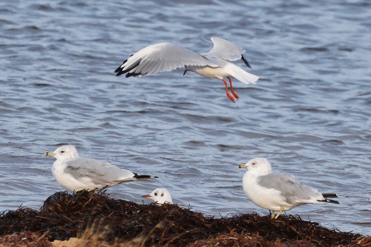 Black-headed Gull - ML623809924