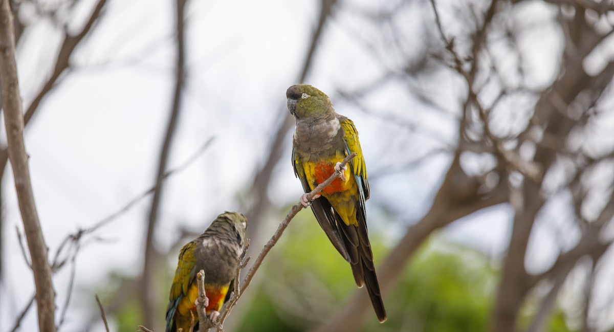 Burrowing Parakeet - ML623809925