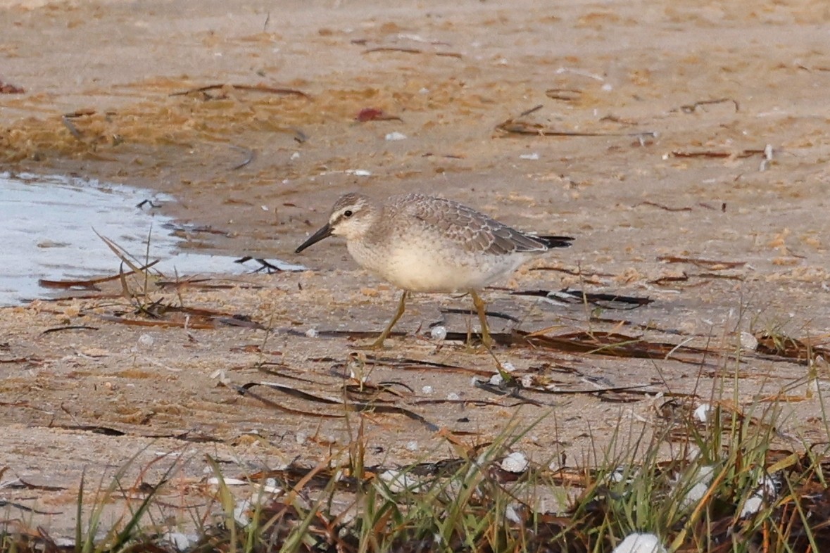 Red Knot - ML623809935