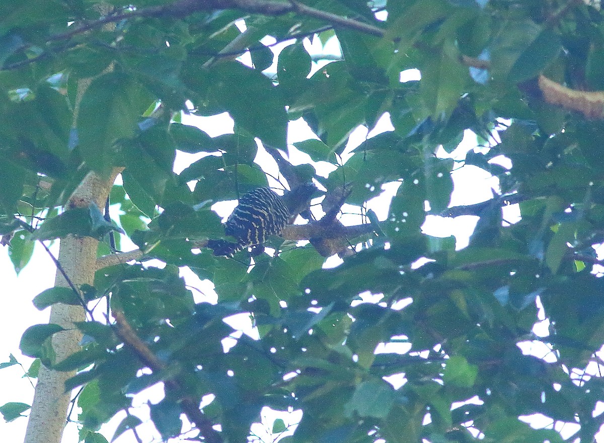 Buff-rumped Woodpecker - ML623809941