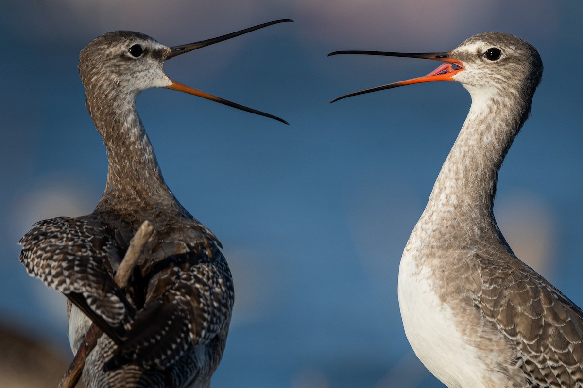 Spotted Redshank - ML623809980