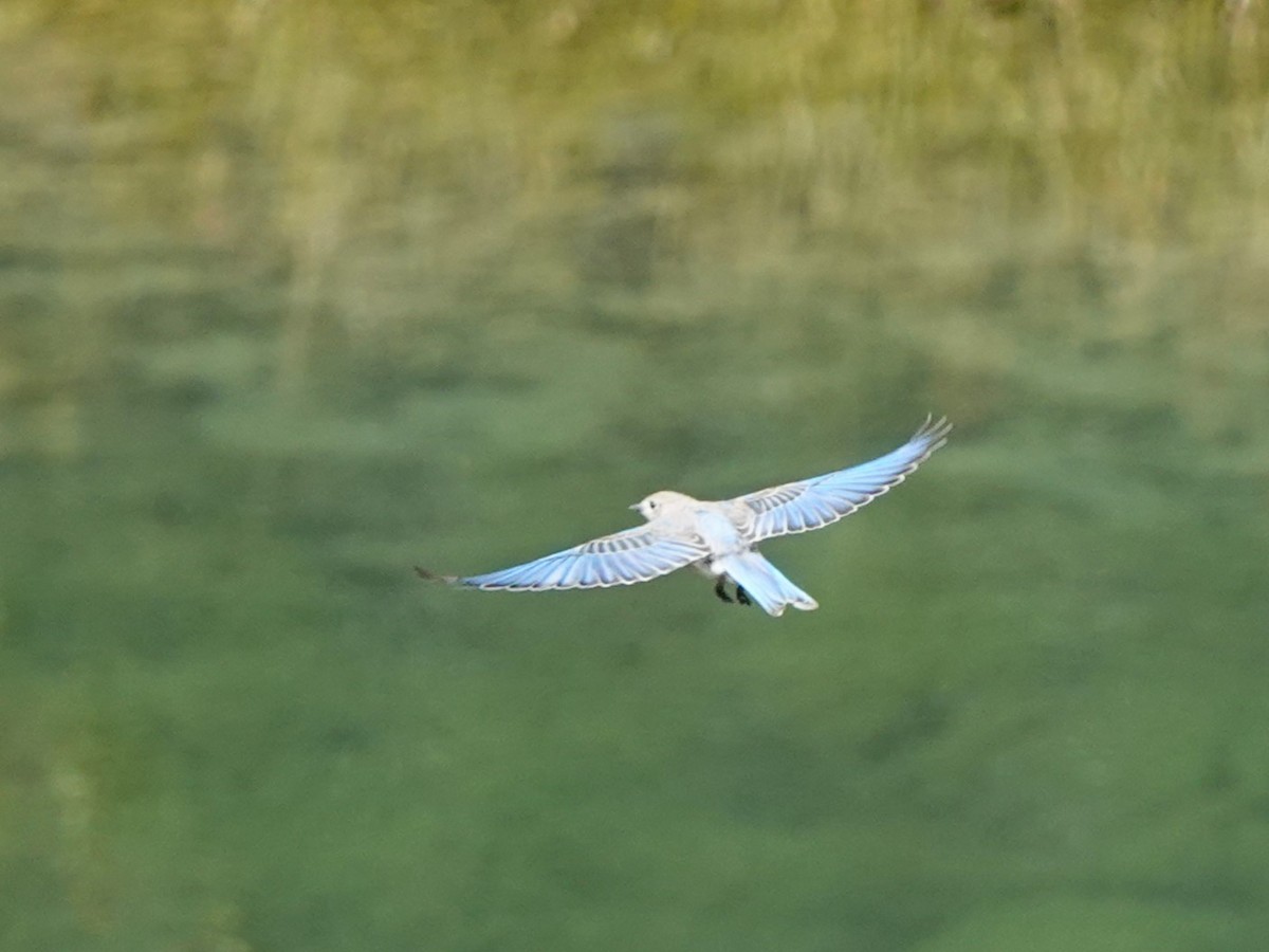 Mountain Bluebird - ML623809988