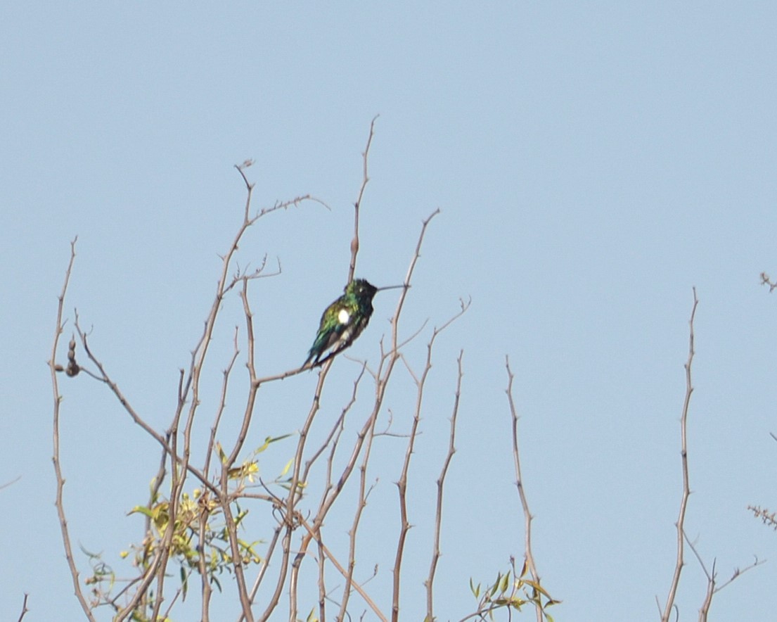 Colibrí de Barbijo - ML623810013