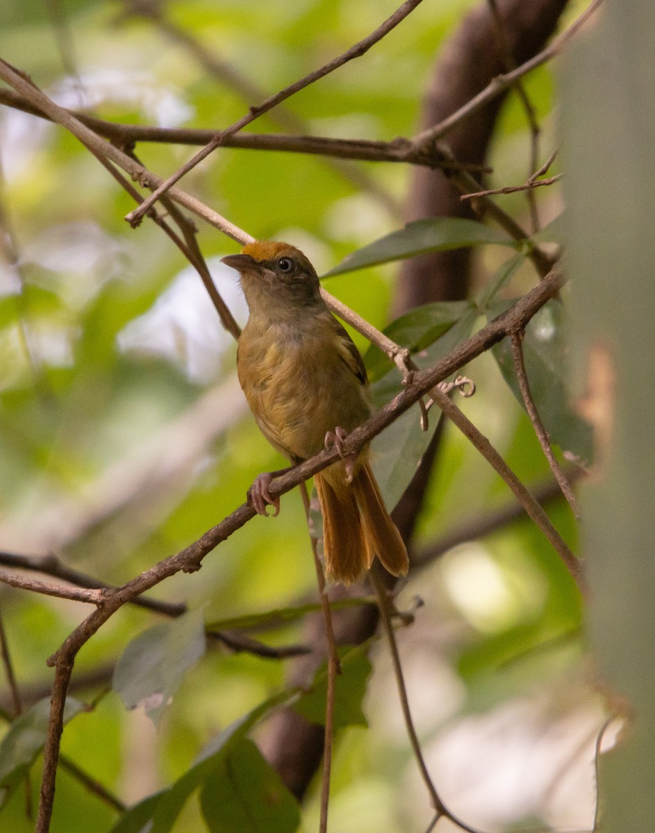 Tawny-crowned Greenlet - ML623810014