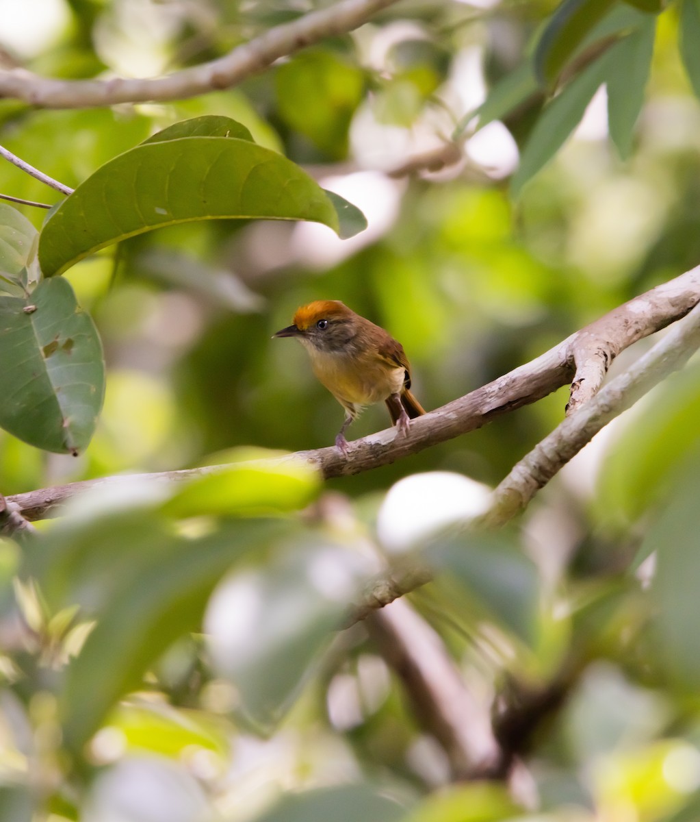 Tawny-crowned Greenlet - ML623810015