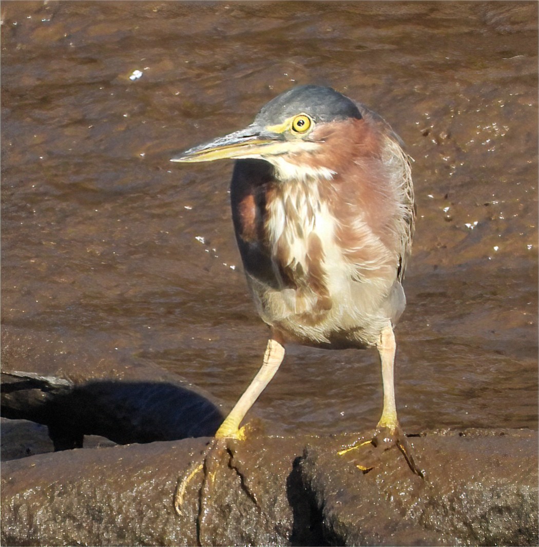 Green Heron - Patricia Teague