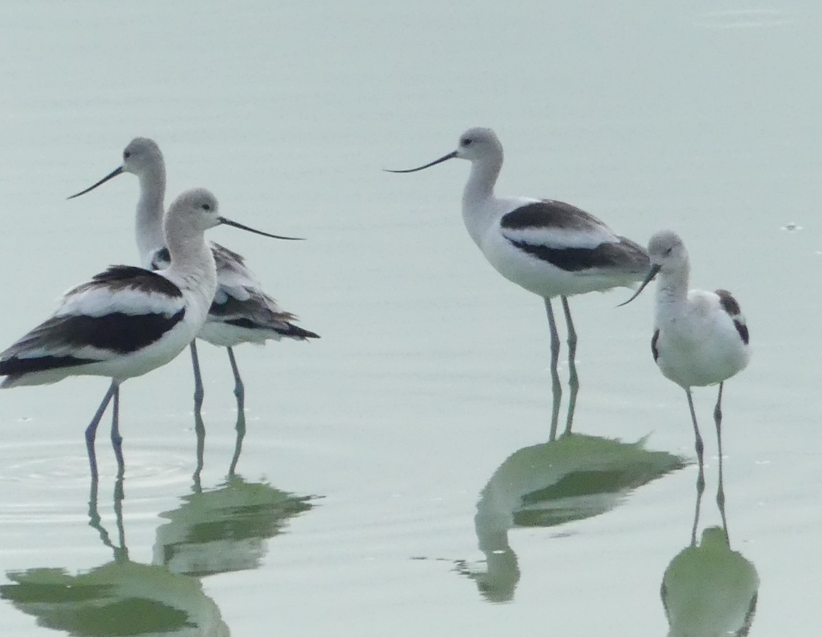 American Avocet - ML623810020