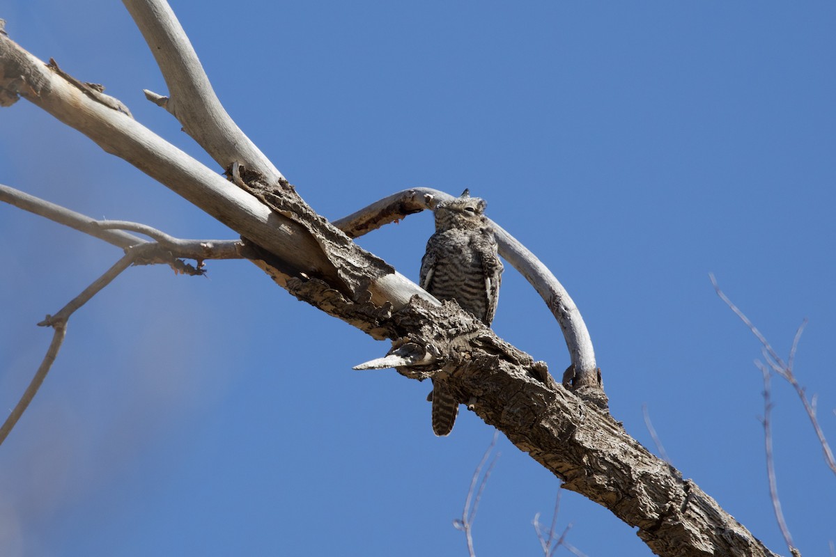 Common Nighthawk - Deanna McLaughlin