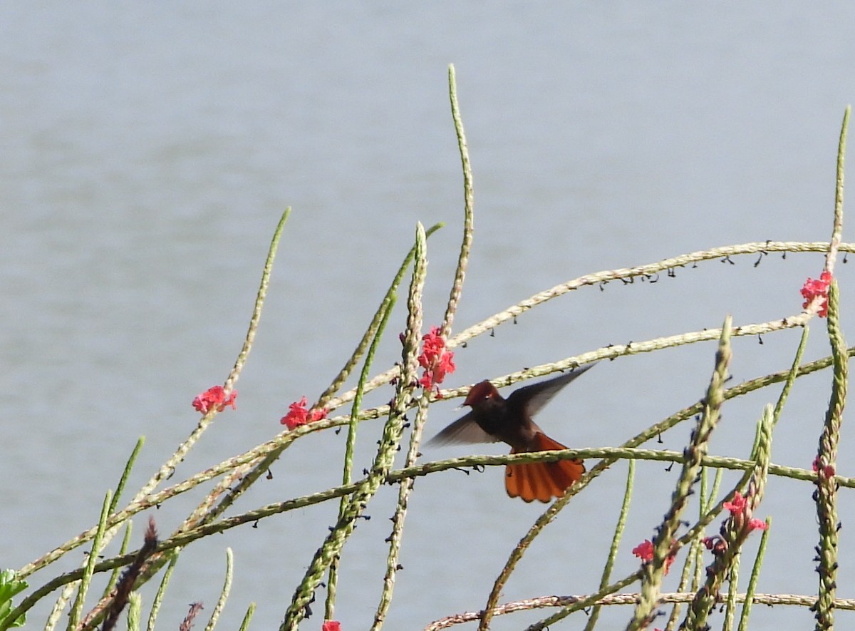 Ruby-topaz Hummingbird - ML623810061