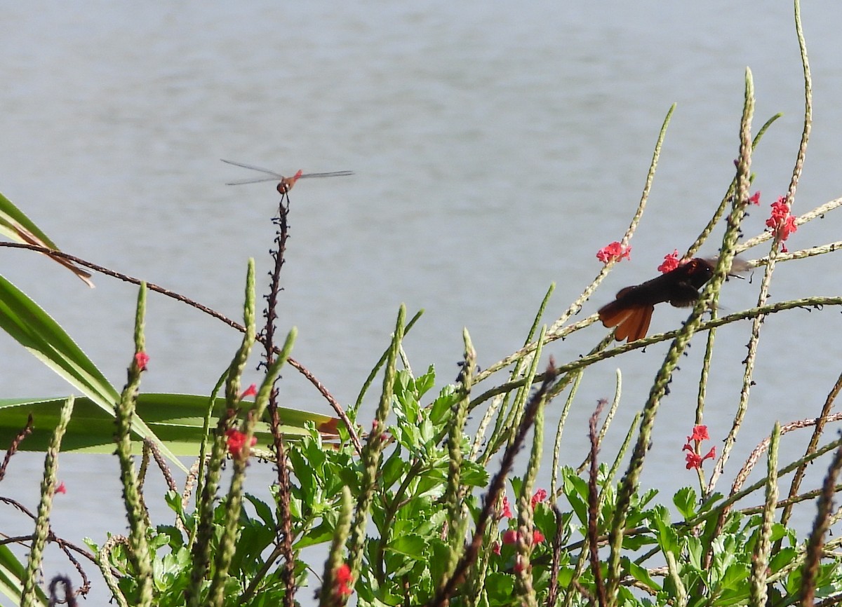 Ruby-topaz Hummingbird - ML623810062