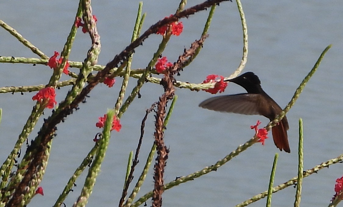 Ruby-topaz Hummingbird - ML623810063