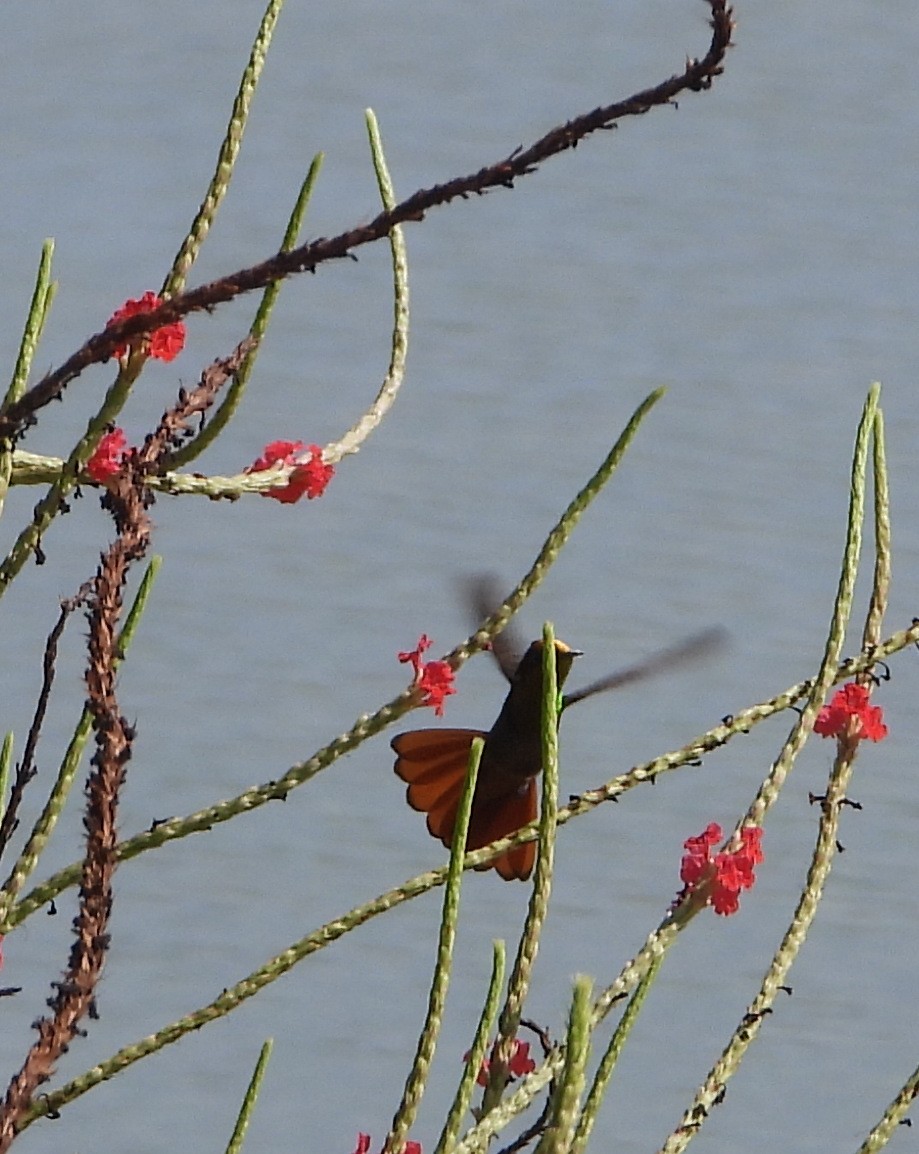 Ruby-topaz Hummingbird - ML623810064