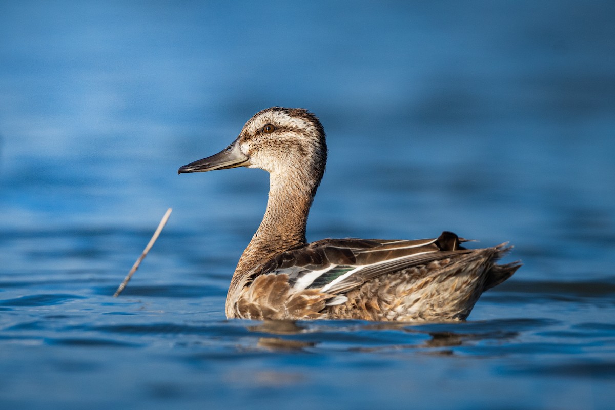 Garganey - ML623810075