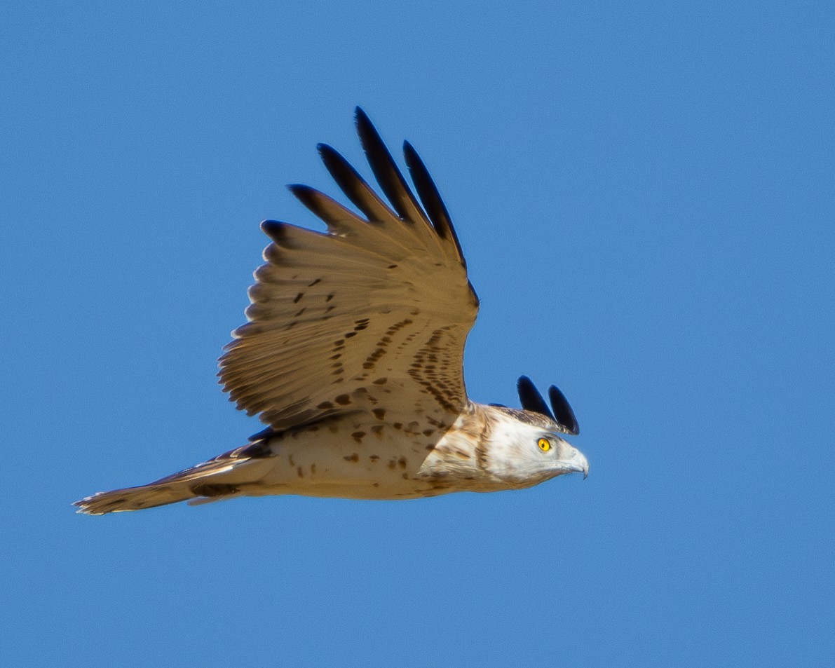 Short-toed Snake-Eagle - ML623810086