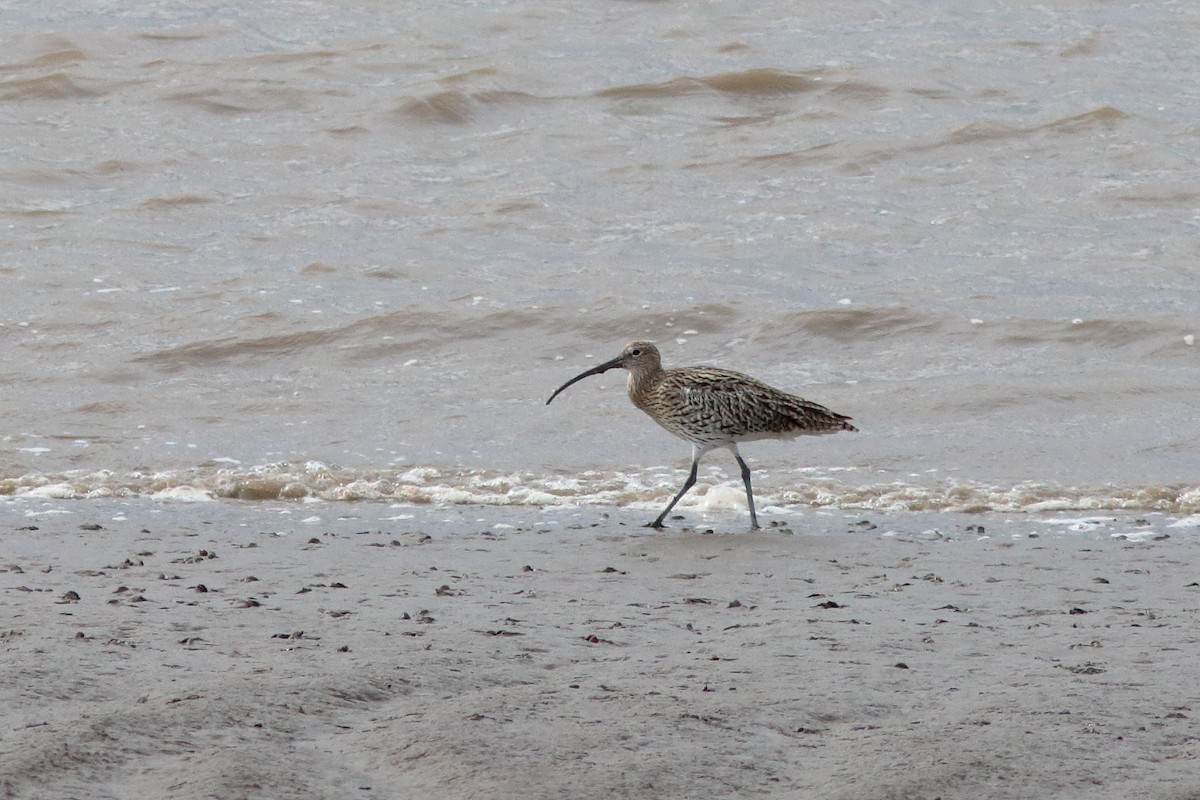 Eurasian Curlew - ML623810115