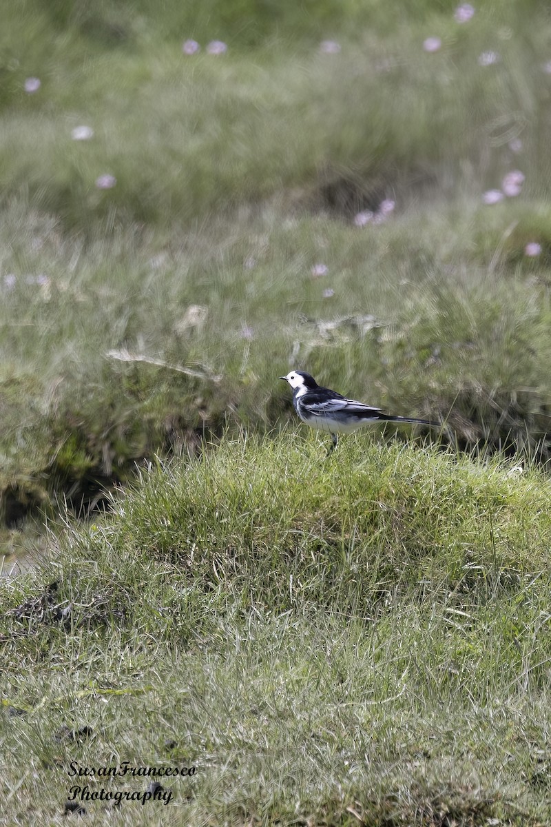 White Wagtail - ML623810156