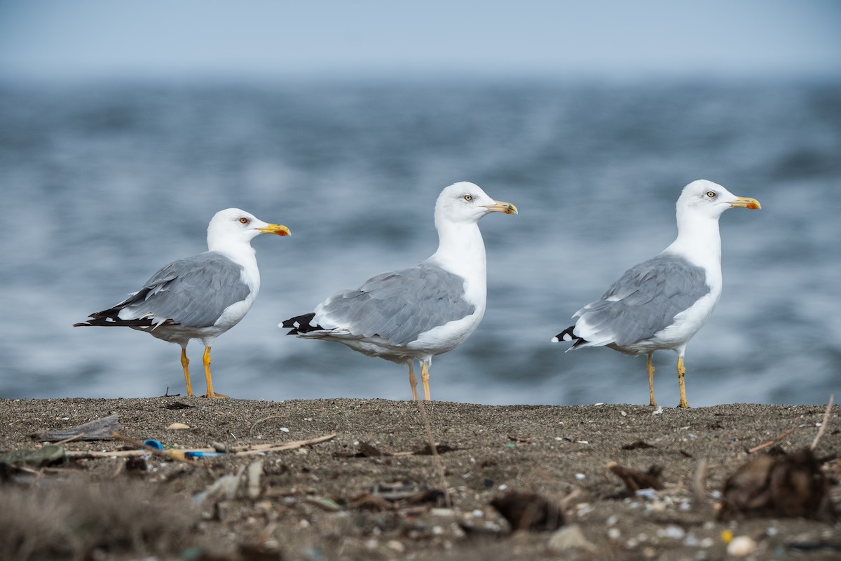 Yellow-legged Gull - ML623810165