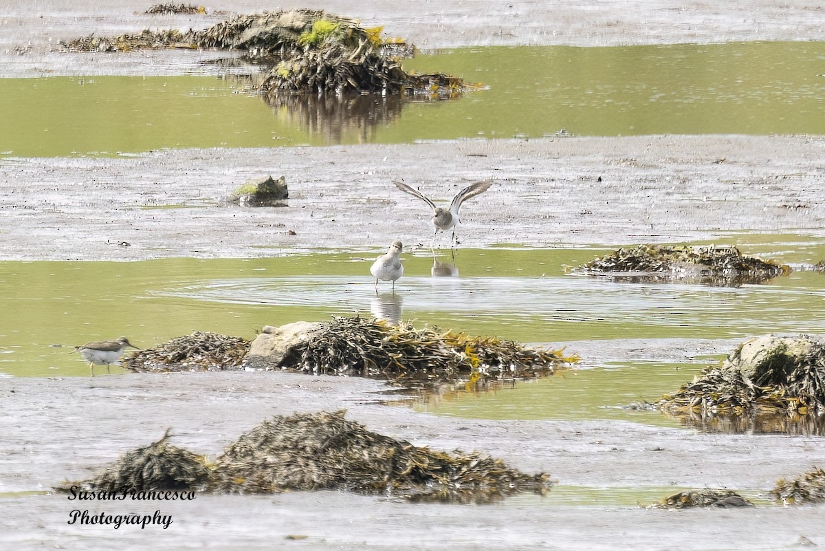 Common Sandpiper - ML623810167