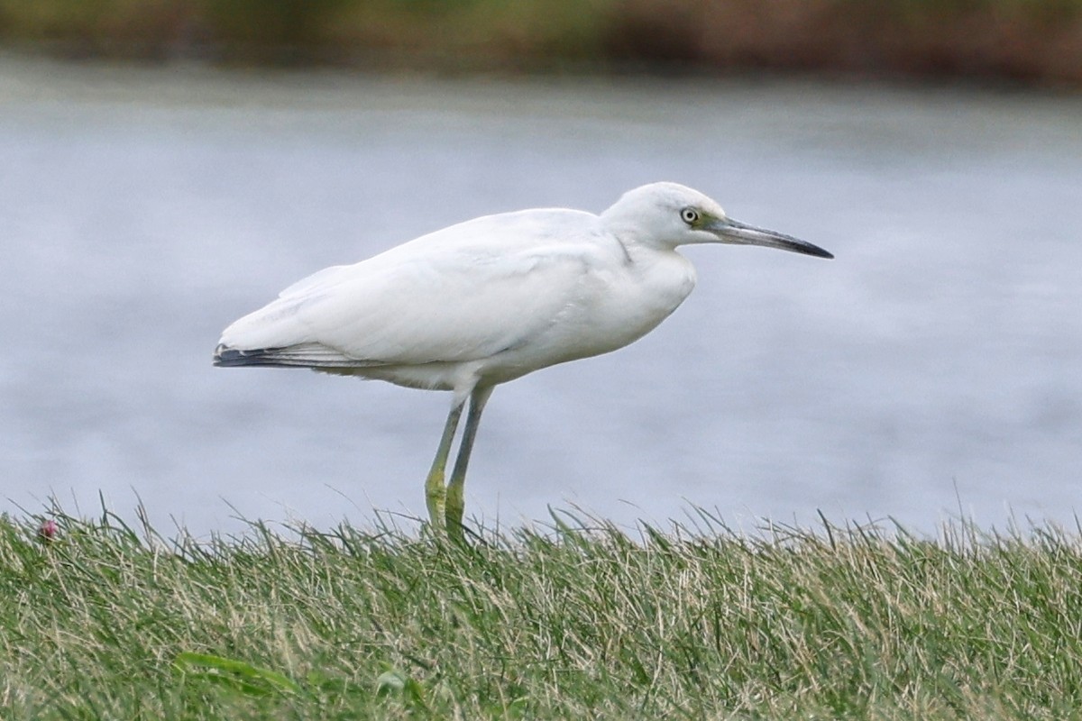 Little Blue Heron - Denis Tétreault