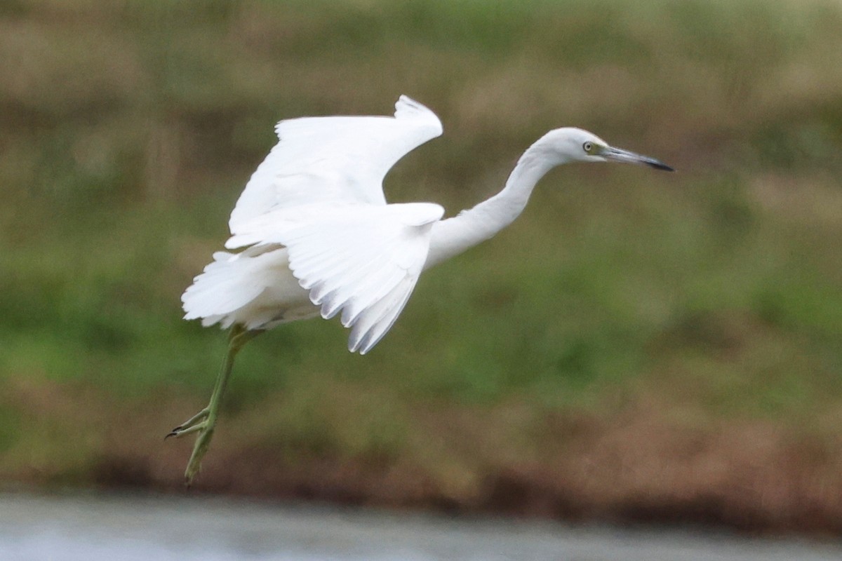 Little Blue Heron - ML623810169