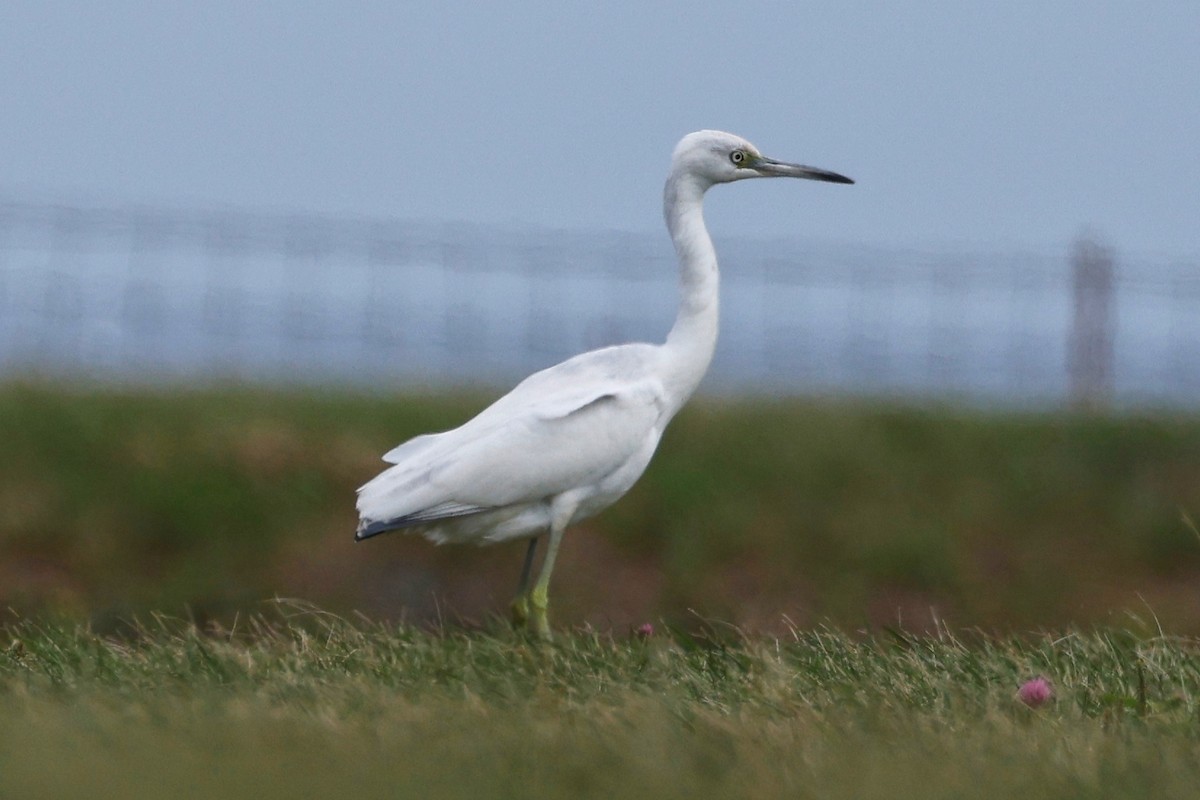 Little Blue Heron - ML623810170