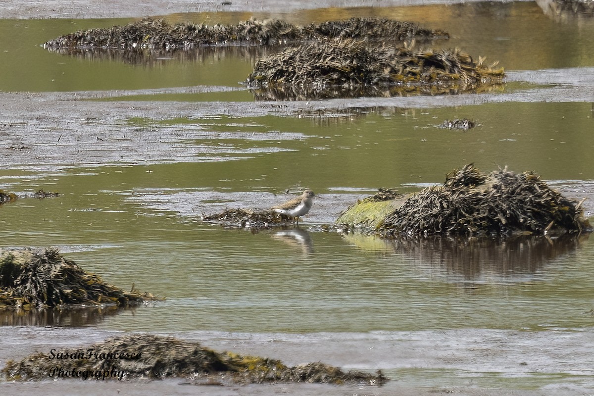 Common Sandpiper - ML623810173