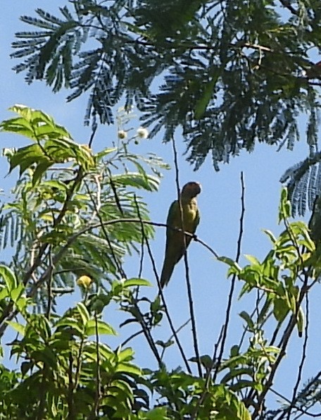 Blue-crowned Parakeet - ML623810179