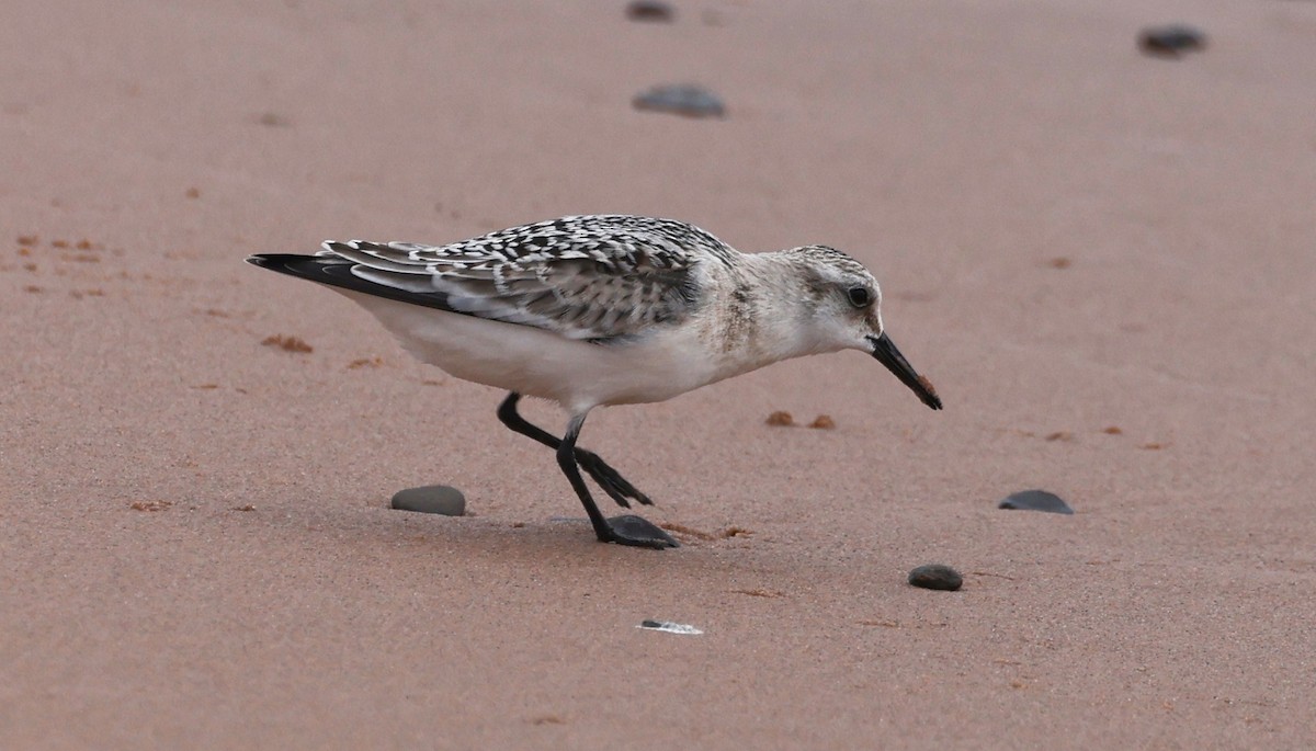 Sanderling - ML623810200