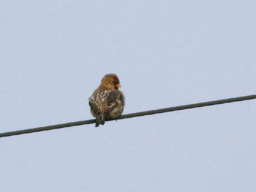 Common Redpoll (rostrata/islandica) - ML623810217