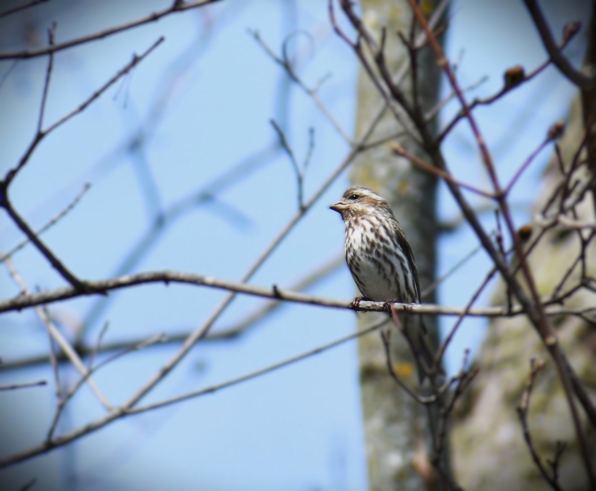 Purple Finch - Trevor Gorby