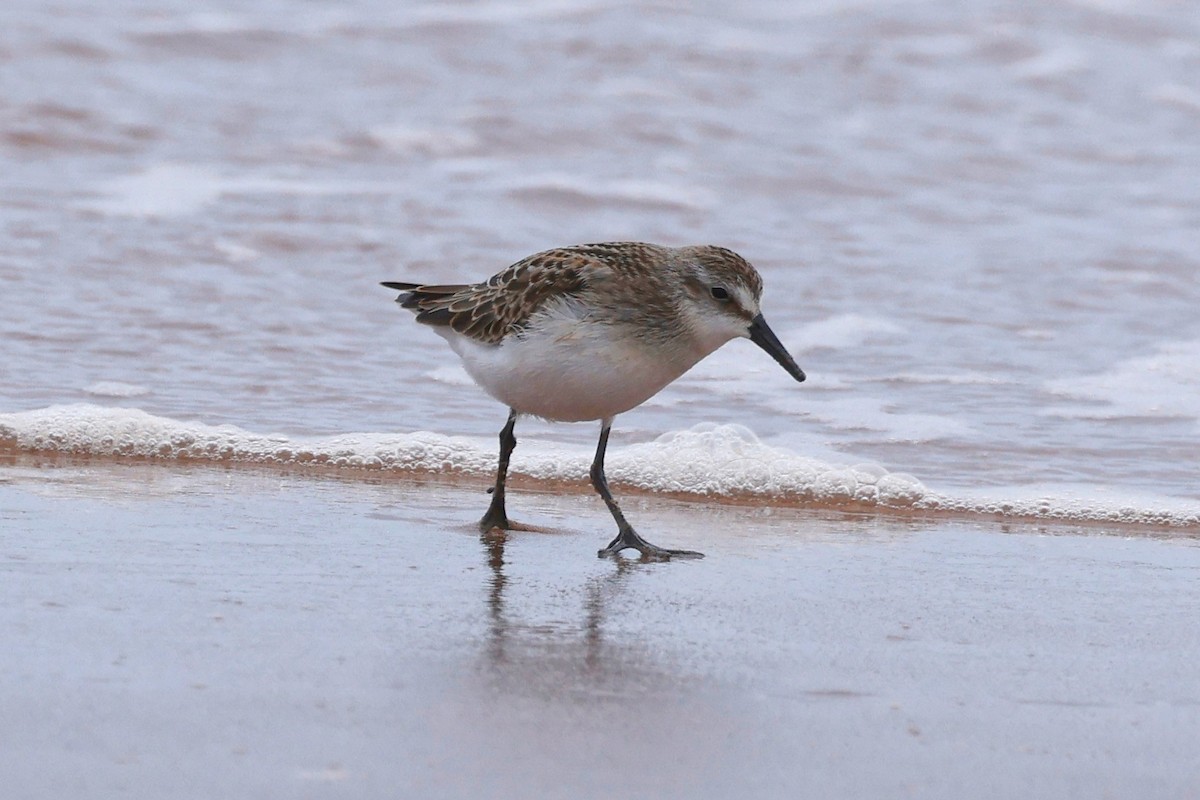 Semipalmated Sandpiper - ML623810236