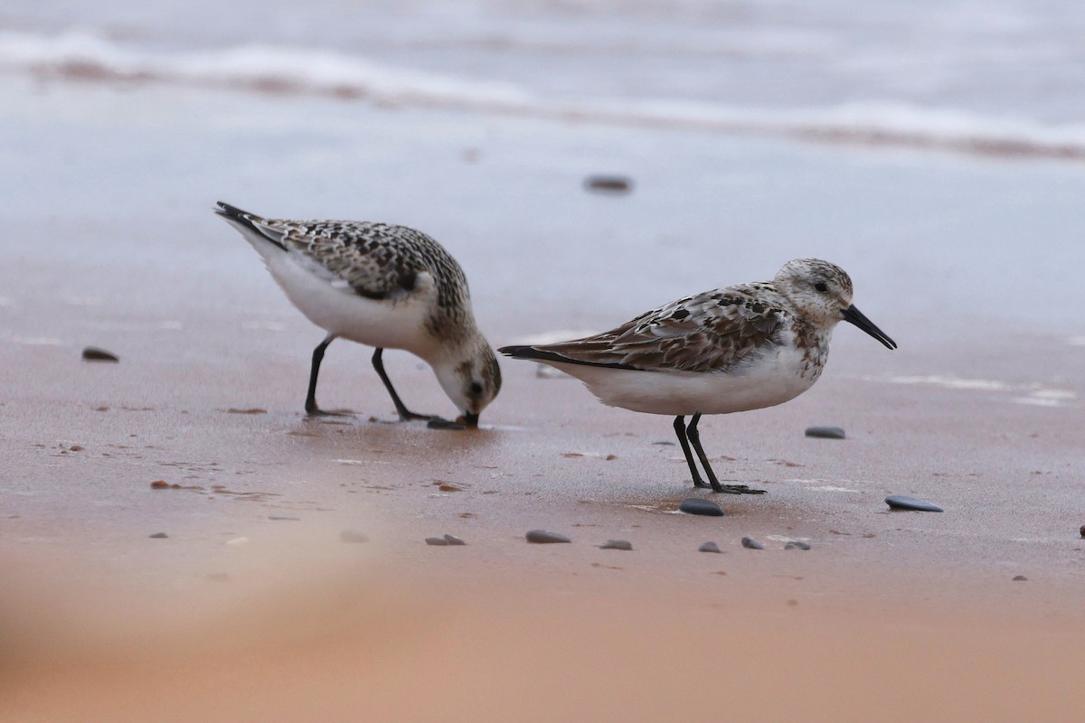 Semipalmated Sandpiper - ML623810239