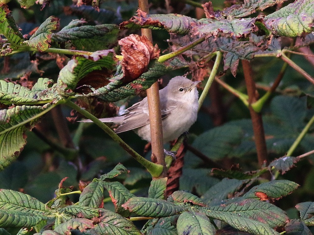 Barred Warbler - ML623810247