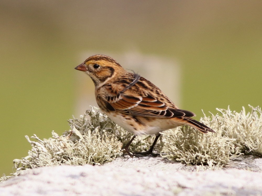 Lapland Longspur - ML623810260