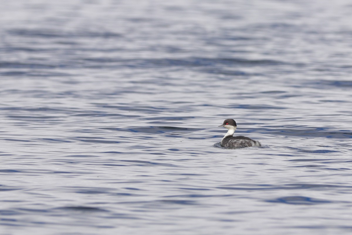 Junin Grebe - ML623810277