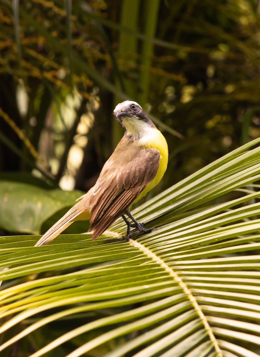 Social Flycatcher - ML623810296