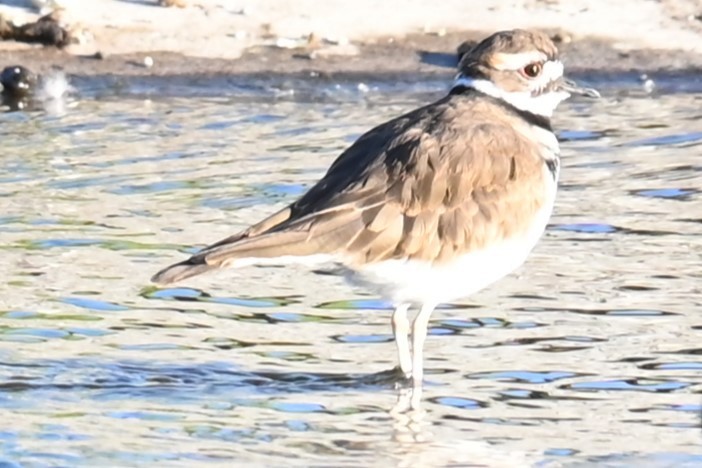 Killdeer - Remigio Miguel